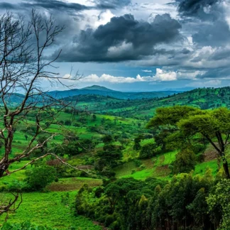 Guji Ethiopia - « Essence de Pêche »