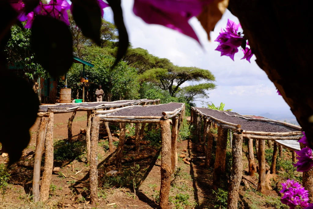 Guji Ethiopia - « Essence de Pêche » – Bild 3